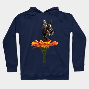 Zinnias - Black Swallowtail on Orange Zinnia Hoodie